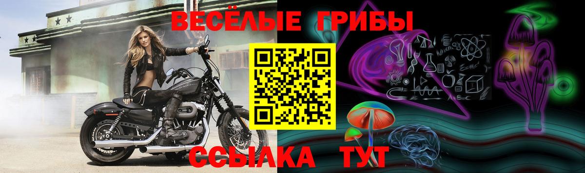 Омск  Псилоцибиновые грибы прущие грибы  Вход с VPN  Псилоцибиновые грибы Cubensis 